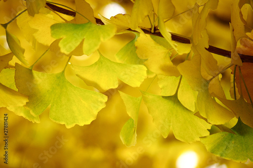 銀杏の黄色い葉