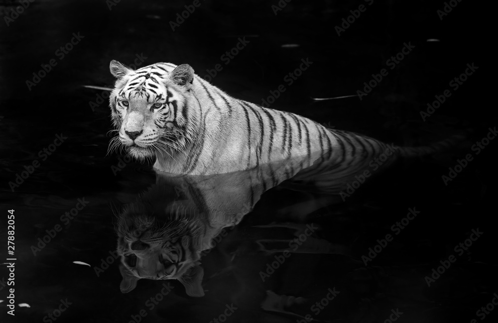 Fototapeta premium Biały Tygrys