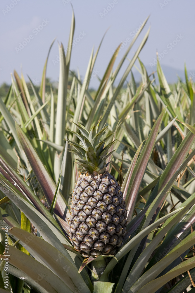 Obraz premium The farm of pineapple, tropical fruit