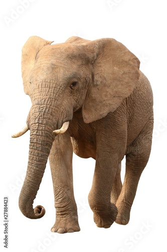 African Elephant Isolated