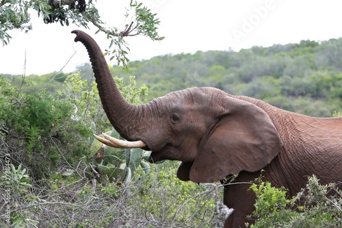 African Elephant with Raised Trunk