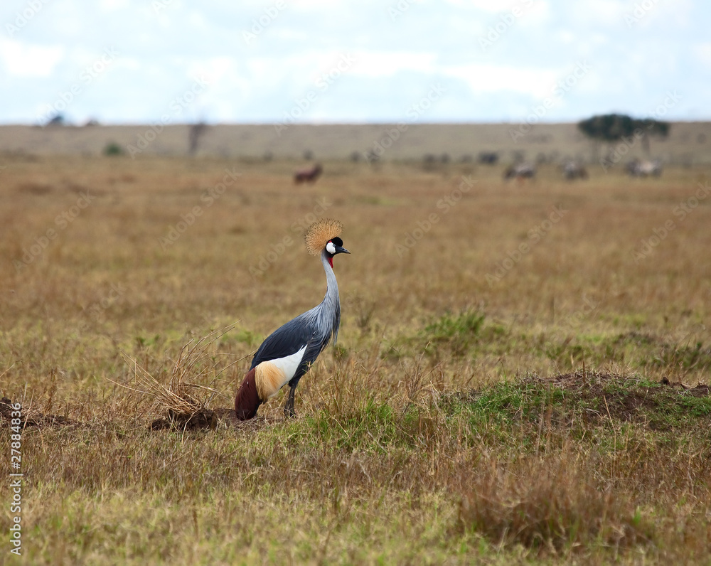 Grey Crowned Crane on the Masai Mara Grey Crowned Crane on the Masai Mara