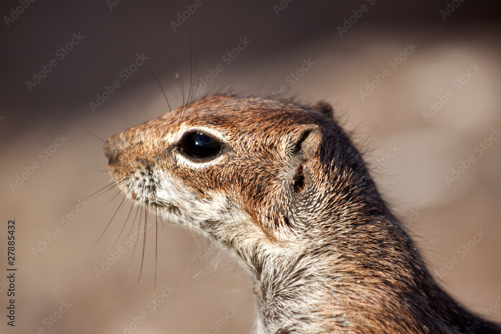 Naklejka premium Atlashörnchen