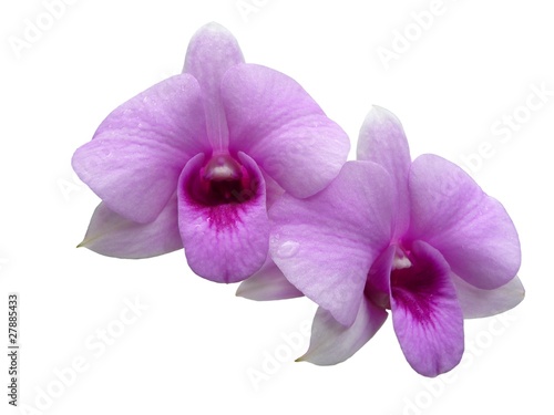 Orchideen_rosa - Orchidaceae