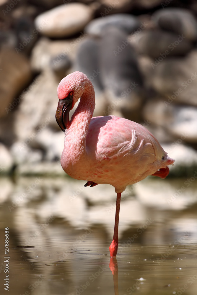 Obraz premium Zwergflamingo