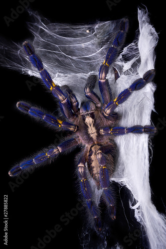 Blue tarantula crawling on web