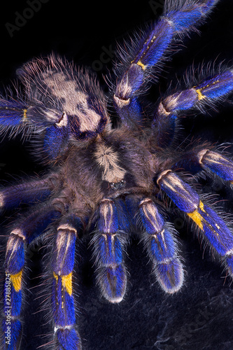 Blue tarantula crawling