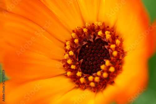   alendula flower