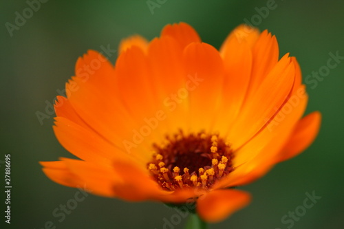Orange calendula