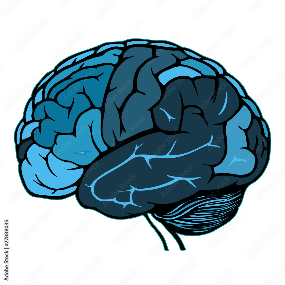 human brain human brain