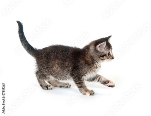 Tabby kitten swinging its paw