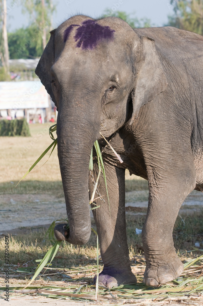 Fototapeta premium Elephant eating palm tree leaves