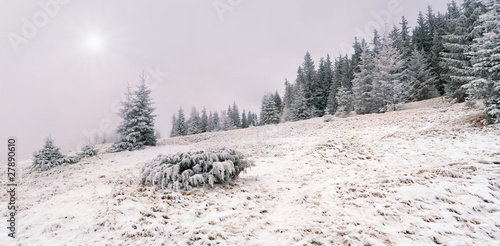 first snow in the forest