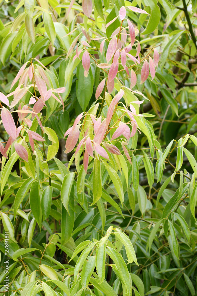 Obraz premium cannelier