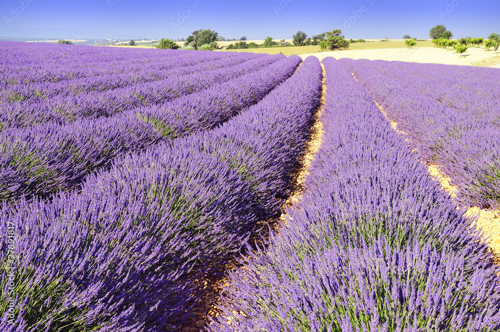 Obraz premium lavande de Provence