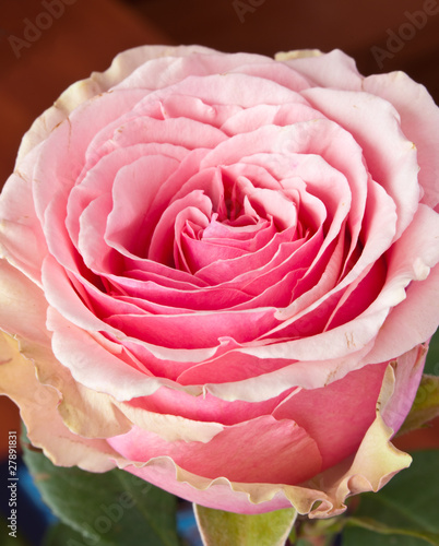 Pink rose closeup view