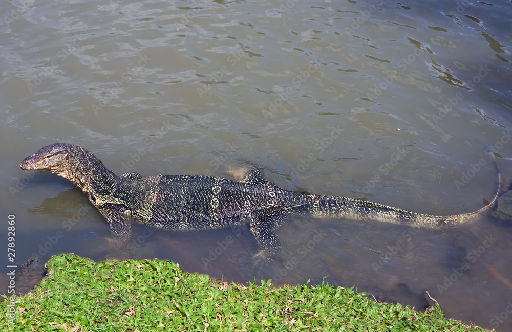 Monitor lizard Monitor lizard