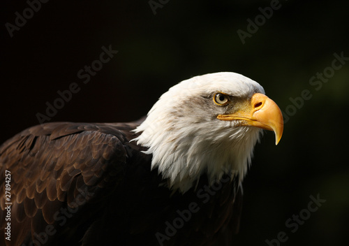 Portrait of a Bald Eagle