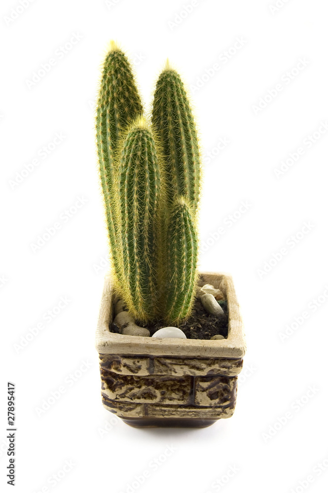 cactus cactus