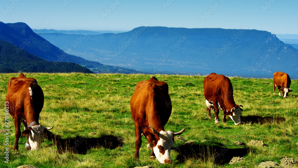 Fototapeta premium 4 vaches rousses