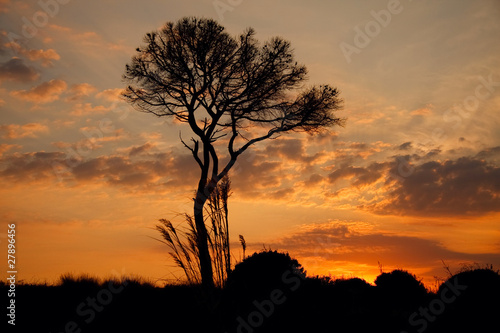 Silhouette of the tree