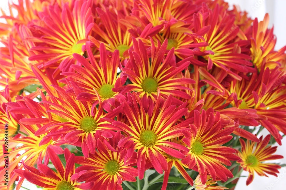 red and gold mums red and gold mums