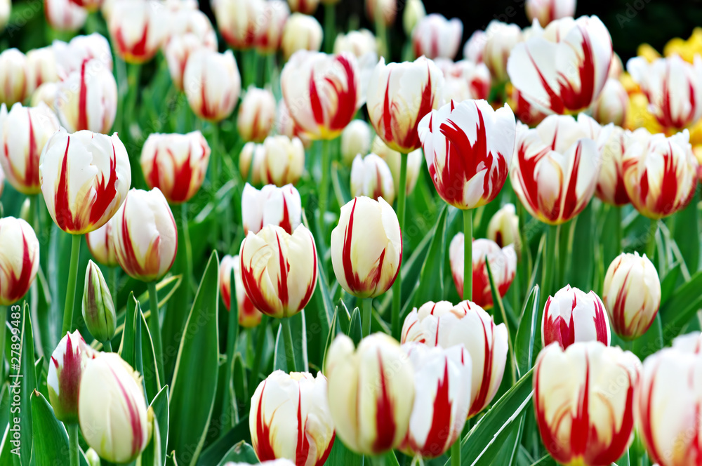 Fototapeta premium tulipany04