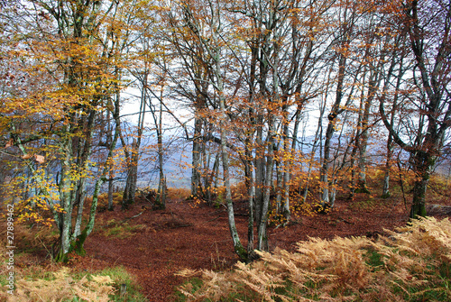 Fougères d'automne