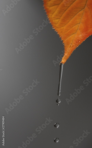 Hilo de agua cayendo de una hoja