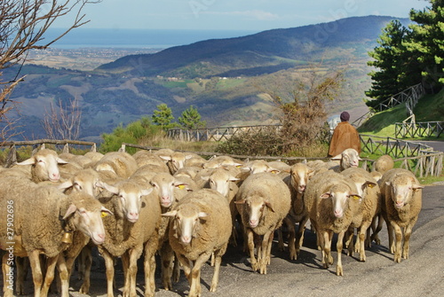 pecore sulla strada photo