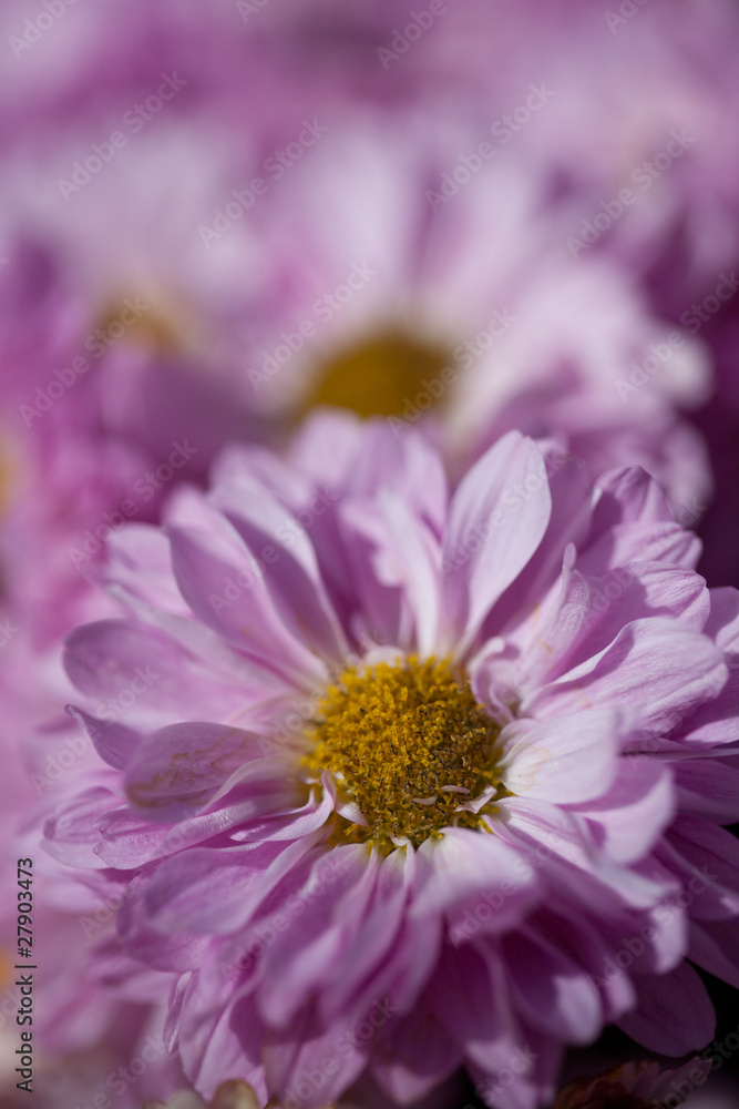 Bouquet de Chrysanthèmes