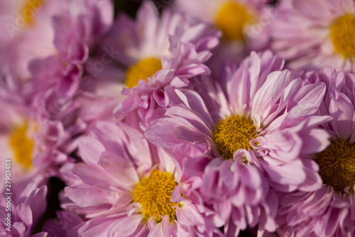 Bouquet de Chrysanth  mes