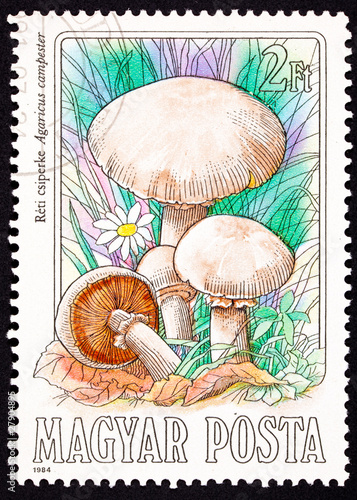 Hungarian Postage Stamp Meadow Mushroom, Agaricus Campestris photo