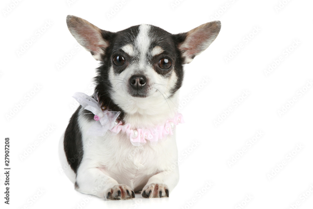 Chihuahua dog lying on white background Chihuahua dog lying on white background