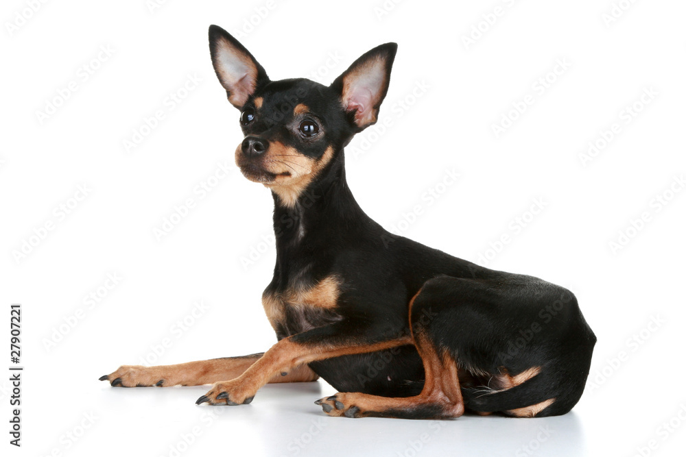 Russian sleek-haired toy terrier puppy Russian sleek-haired toy terrier puppy