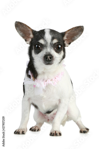Chihuahua dog on white background © VitCOM