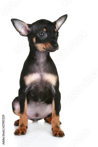 Russian sleek-haired toy terrier puppy © VitCOM