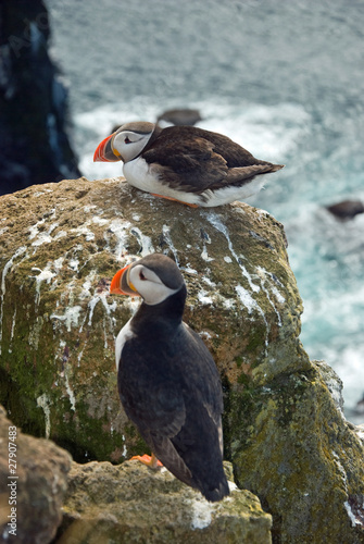 Beautiful puffins on the Iceland © Vacclav