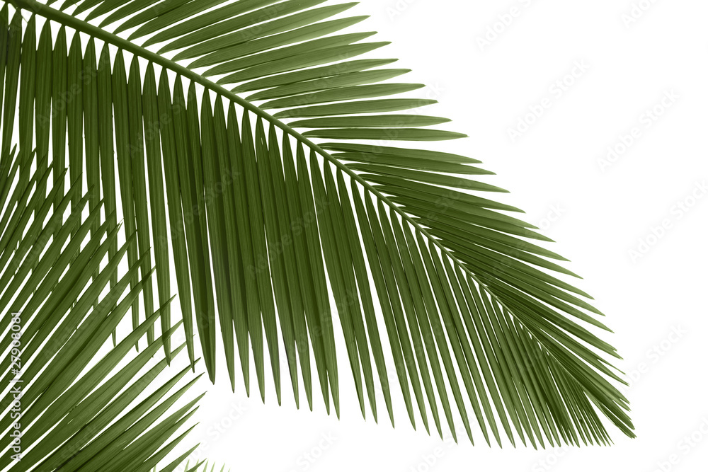 Naklejka premium Green palm leaves