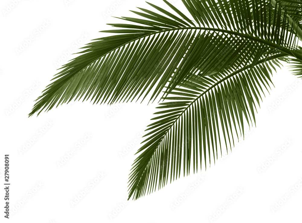Leaves of palm on white background