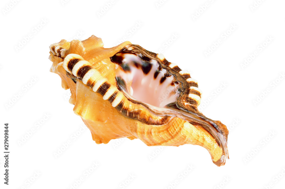 Fototapeta premium Old seashell