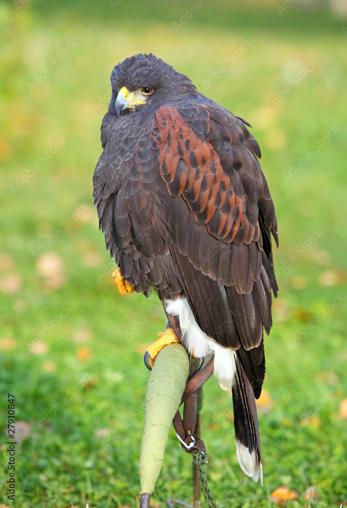 Fototapeta premium Harris hawk - Parabuteo unicincus
