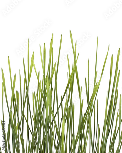 Grass bunch