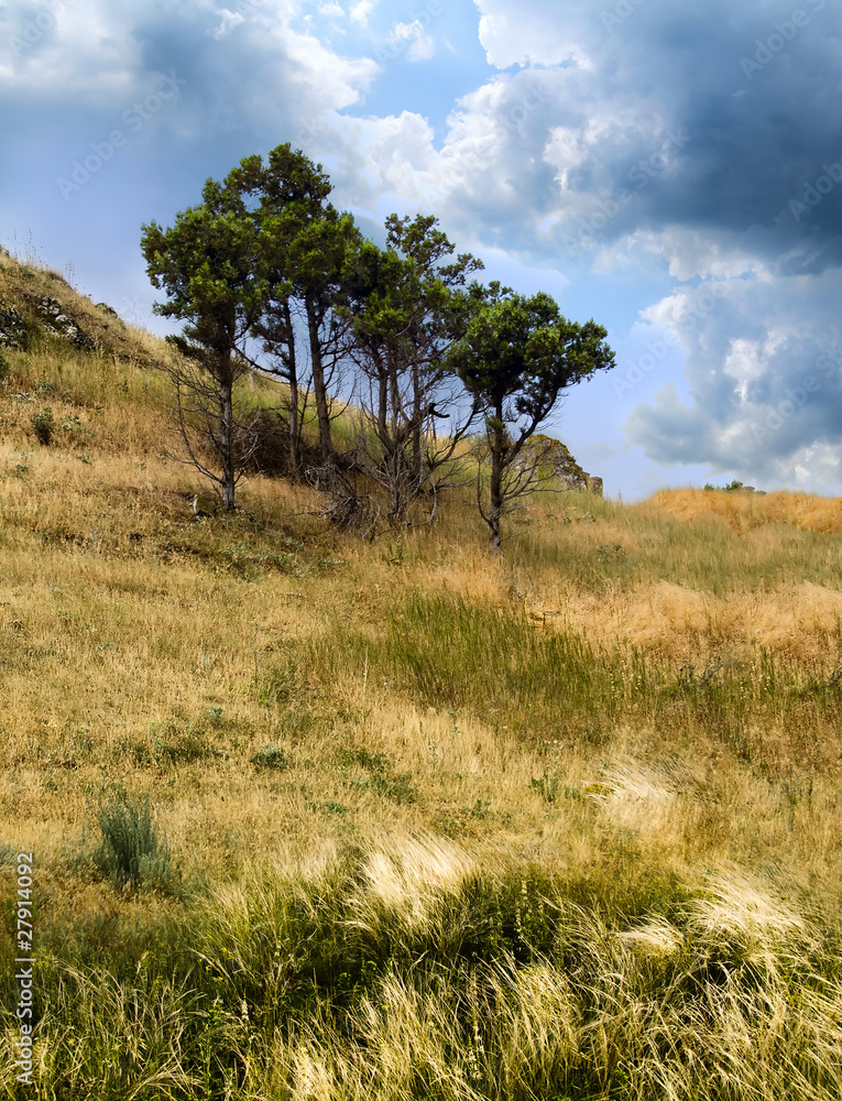 landscape with trees landscape with trees