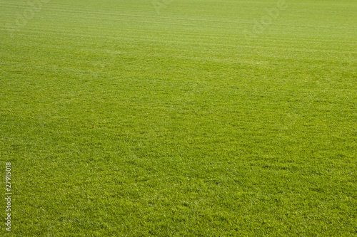 Fußballrasen