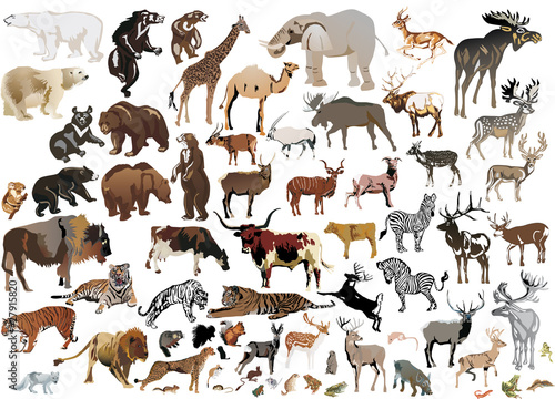 huge collection of color animals