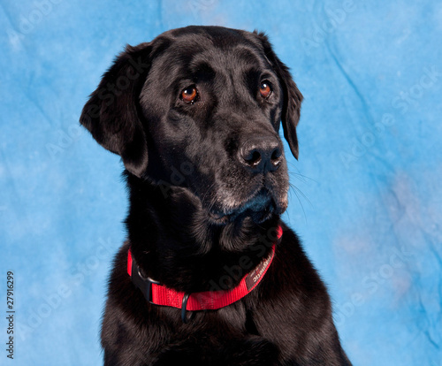 Wallpaper Mural Black Labrador Torontodigital.ca