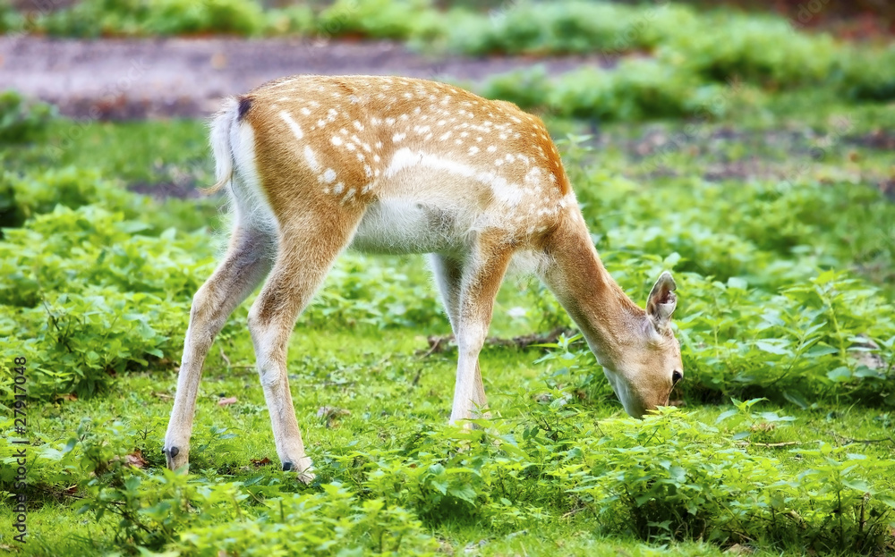 Persian Fallow Deer (Dama mesopotamica)