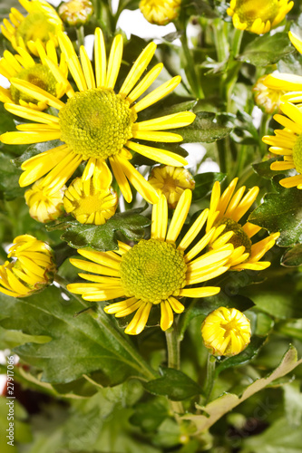 Chrysanthemum Flowers