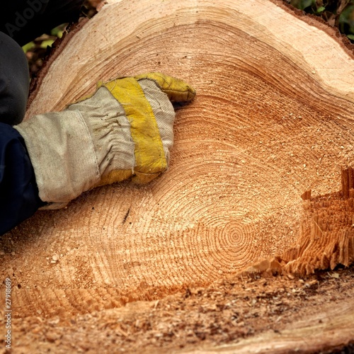life of a tree